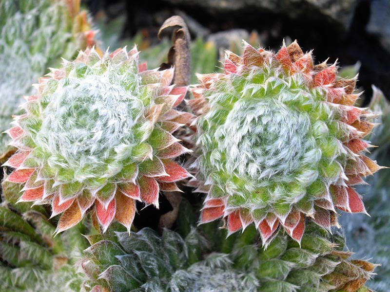 Androsace sarmentosa: Androsace sarmentosa 'Chumbyi'