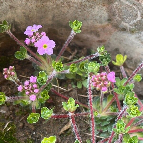 Androsace sarmentosa (Androsace sarmentosa)