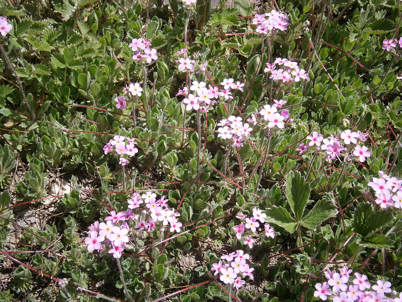 Androsace sarmentosa: Androsace sarmentosa in the Jardin Botanique Alpin du Lautaret