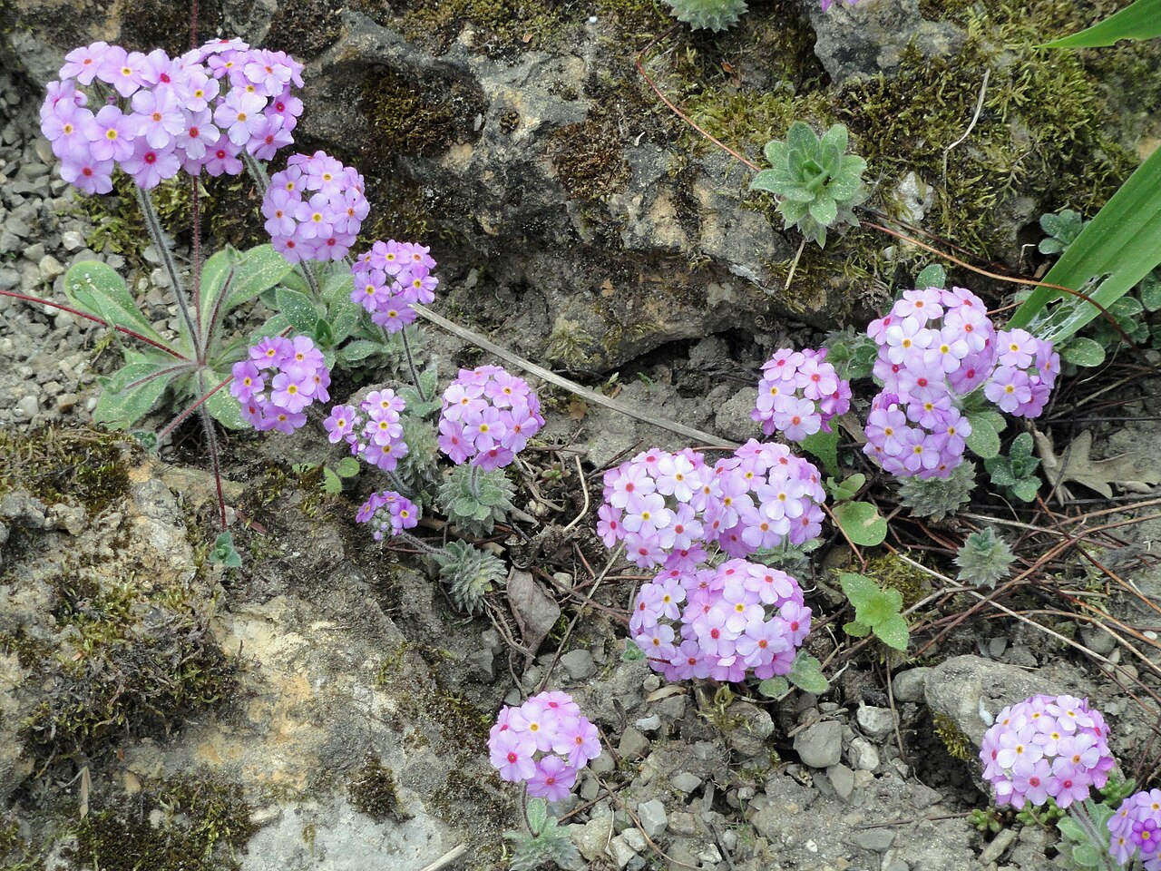 Androsace sarmentosa: Androsace sarmentosa specimen in the Botanischer Garten Freiburg, Freiburg im Breisgau, Baden-Württemberg, Germany.