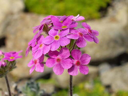 Androsace sarmentosa: Androsace sarmentosa 'Chumbyi'