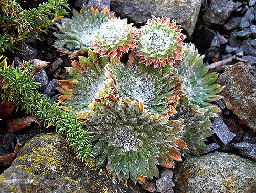 Androsace sarmentosa: Androsace sarmentosa 'Chumbyi'