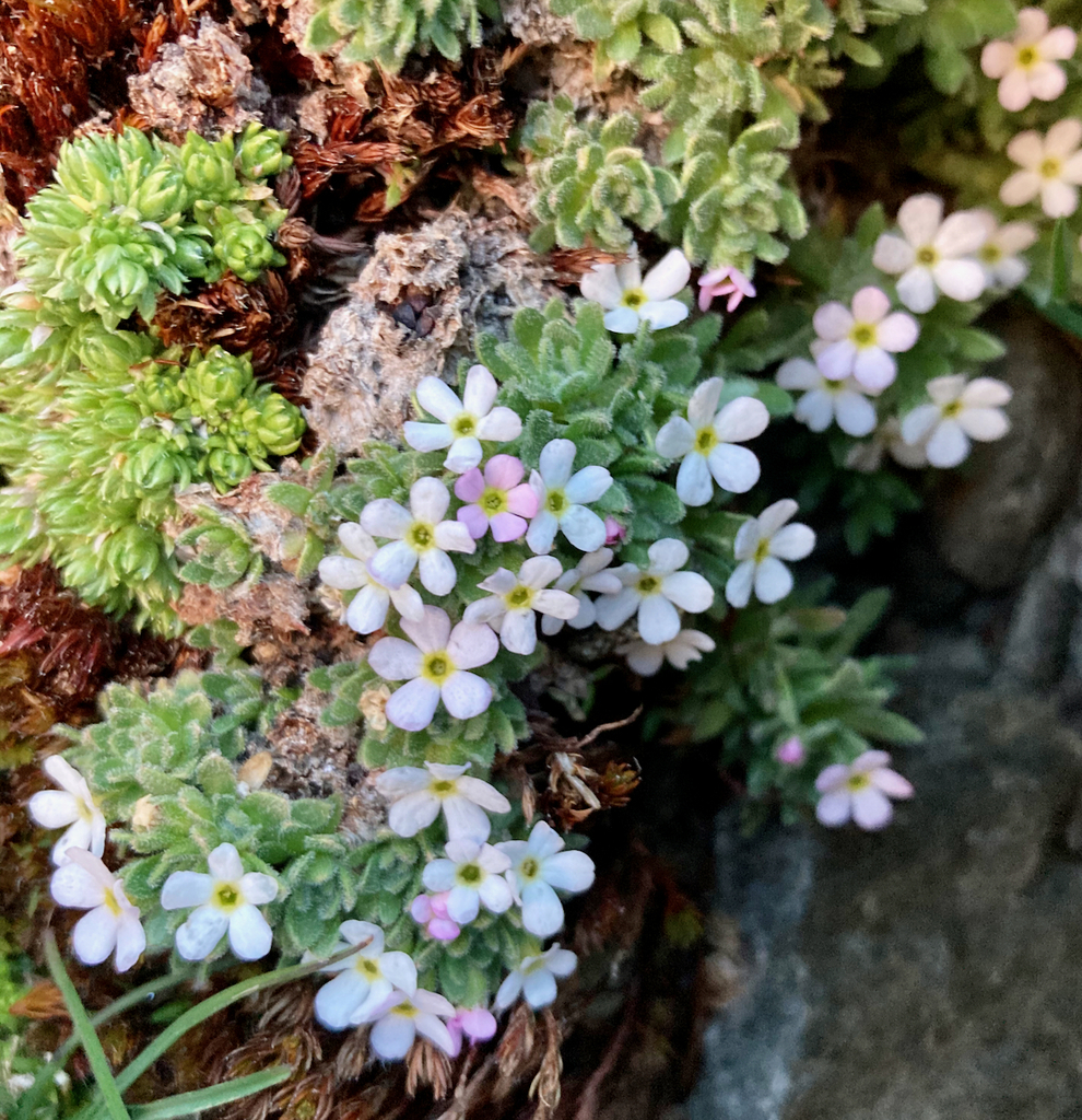 Androsace saussurei (Androsace saussurei)