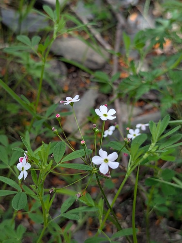 Androsace strigillosa (Androsace strigillosa)