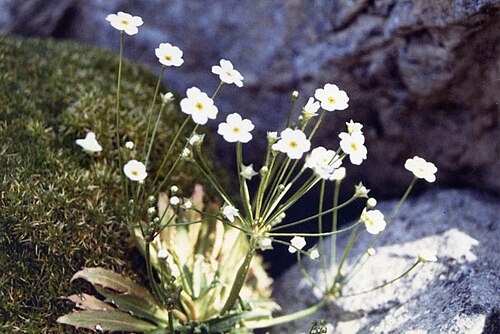 Androsace strigillosa: Androsace strigillosa
