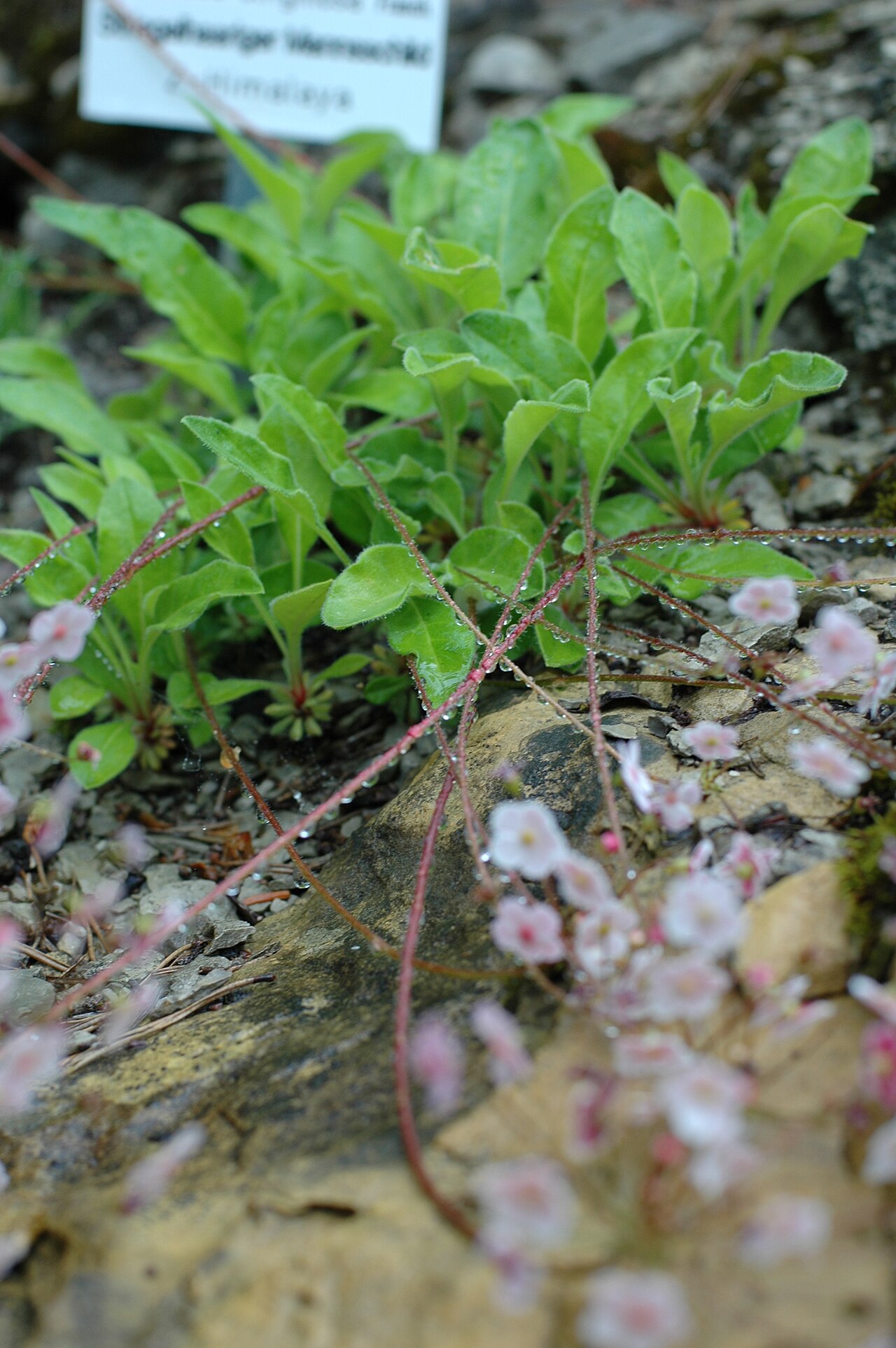 Androsace strigillosa: Androsace strigillosa at Rennsteiggarten near Oberhof