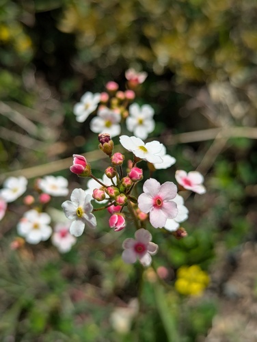 Androsace strigillosa (Androsace strigillosa)