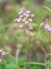 Androsace strigillosa (Androsace strigillosa)