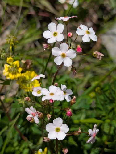 Androsace strigillosa (Androsace strigillosa)