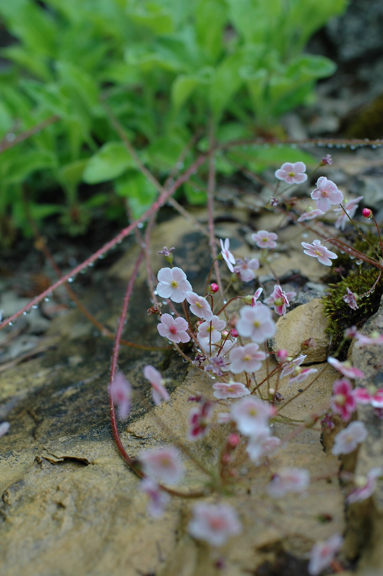 Androsace strigillosa: Androsace strigillosa at Rennsteiggarten near Oberhof
