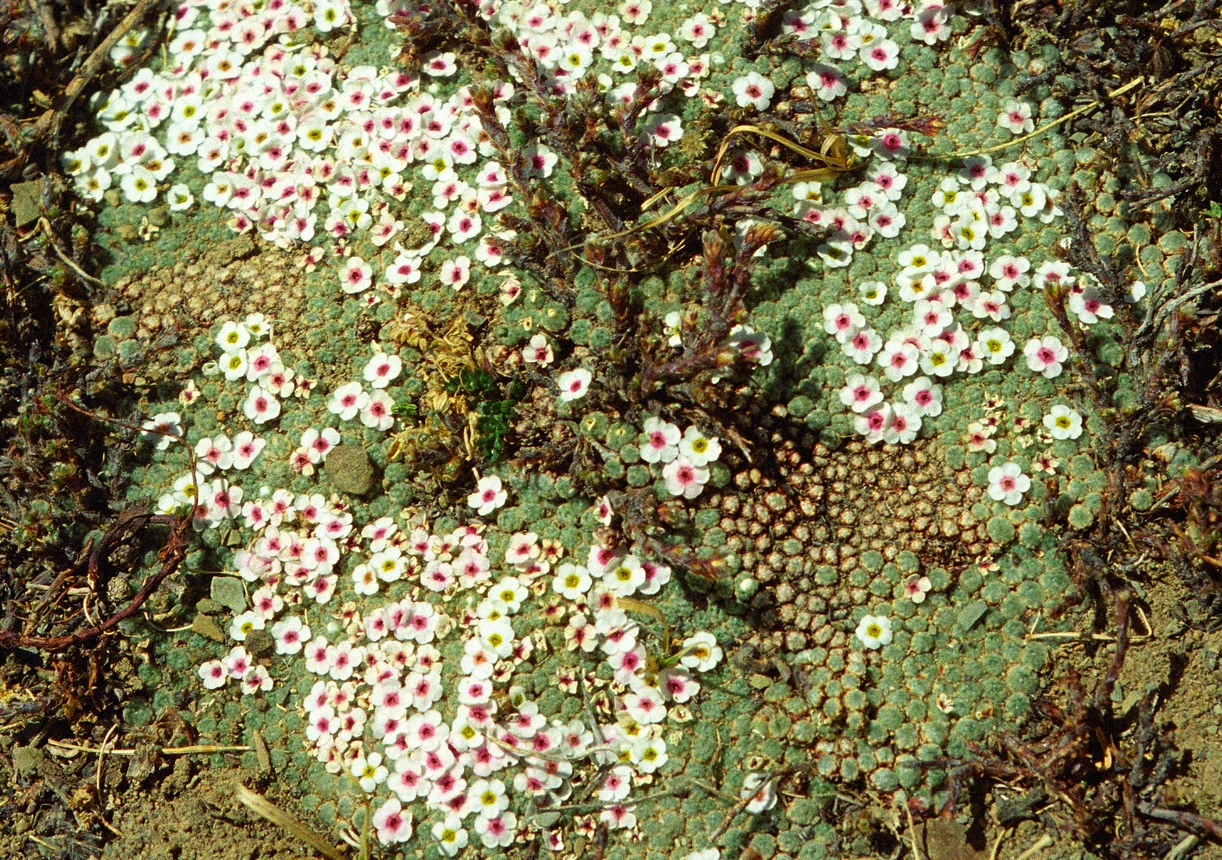 Androsace tapete: Androsace tapete in Tibet