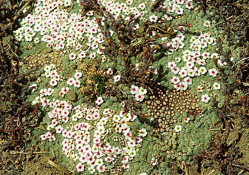 Androsace tapete: Androsace tapete in Tibet