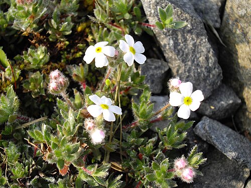 Androsace villosa: Androsace villosa