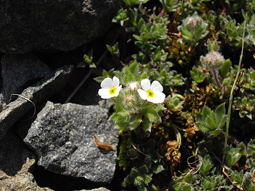 Androsace villosa: Androsace villosa