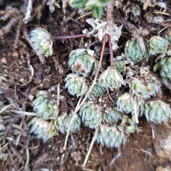 Androsace villosa (Androsace villosa)