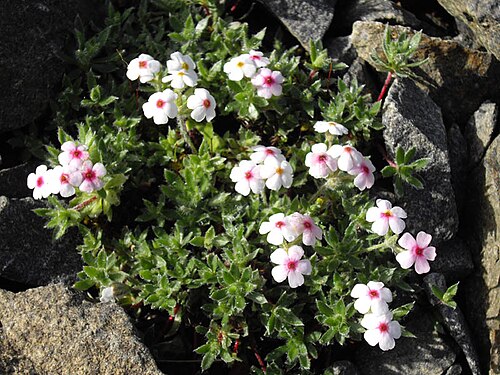 Androsace villosa: Androsace villosa