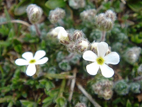 Androsace villosa: Androsace villosa