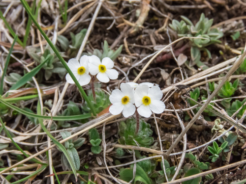 Androsace villosa (Androsace villosa)