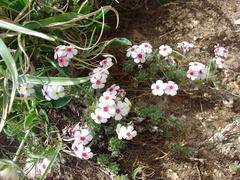 Androsace villosa (Androsace villosa)