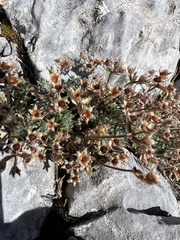Androsace villosa (Androsace villosa)