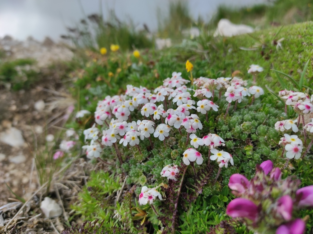 Androsace villosa (Androsace villosa)