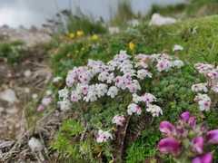 Androsace villosa (Androsace villosa)
