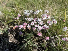 Androsace villosa (Androsace villosa)