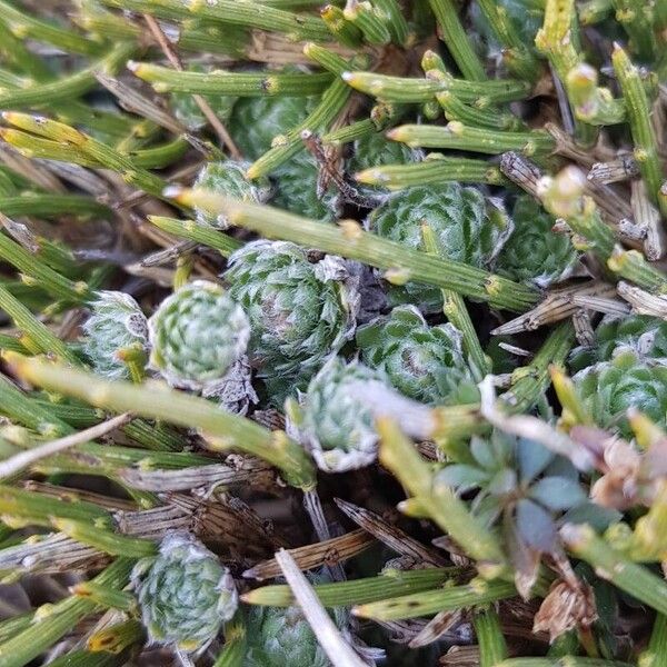 Androsace villosa (Androsace villosa)