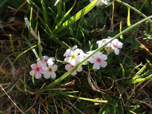 Androsace villosa (Androsace villosa)