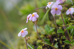 Androsace wardii (Androsace wardii)