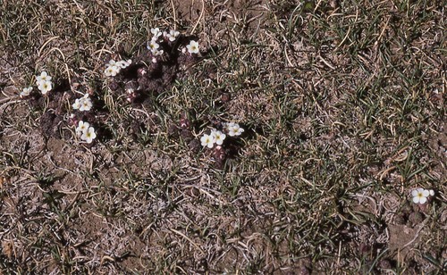 Androsace yargongensis (Androsace yargongensis)
