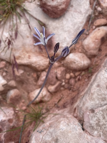 Pink funnel lily (Androstephium breviflorum)