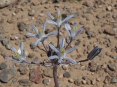 Pink funnel lily (Androstephium breviflorum)