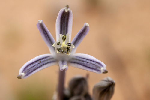 Pink funnel lily (Androstephium breviflorum)