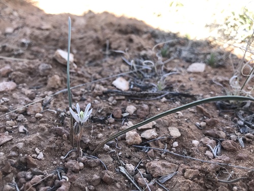 Pink funnel lily (Androstephium breviflorum)