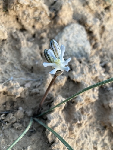 Pink funnel lily (Androstephium breviflorum)