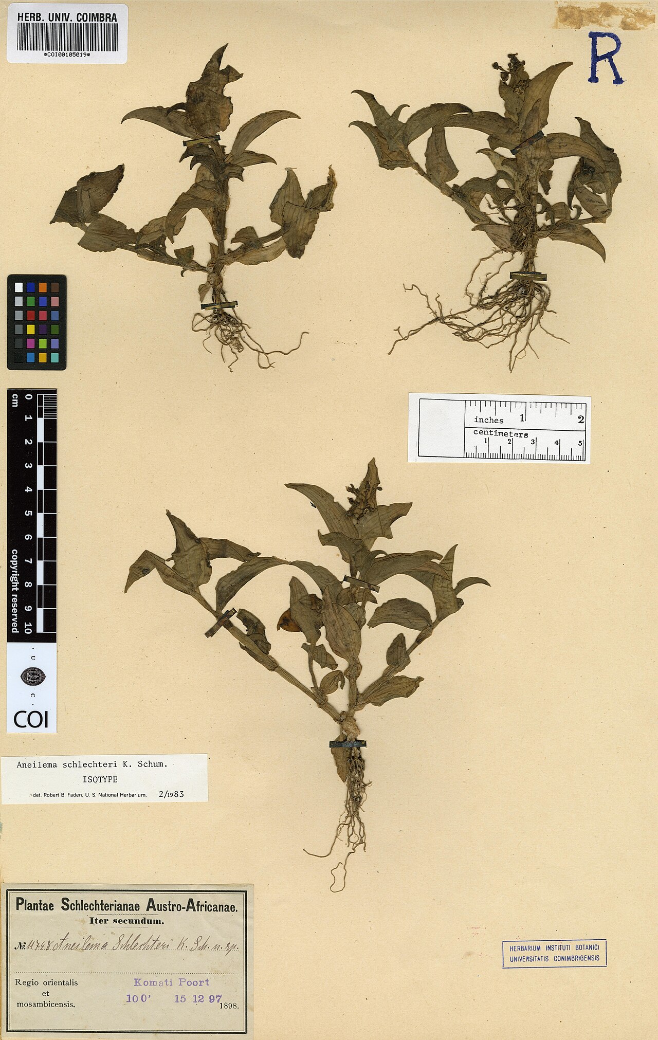 Aneilema schlechteri: Photograph of Isotype of Aneilema schlechteri at Herbarium of the University of Coimbra, Portugal (COI). Specimen COI00105019. http://coicatalogue.uc.pt/specime