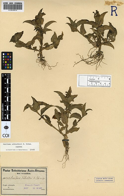 Aneilema schlechteri: Photograph of Isotype of Aneilema schlechteri at Herbarium of the University of Coimbra, Portugal (COI). Specimen COI00105019. http://coicatalogue.uc.pt/specime