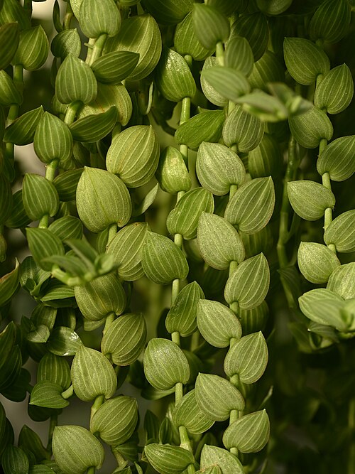 Aneilema zebrinum: Aneilema zebrinum in the Botanischer Garten, Berlin-Dahlem