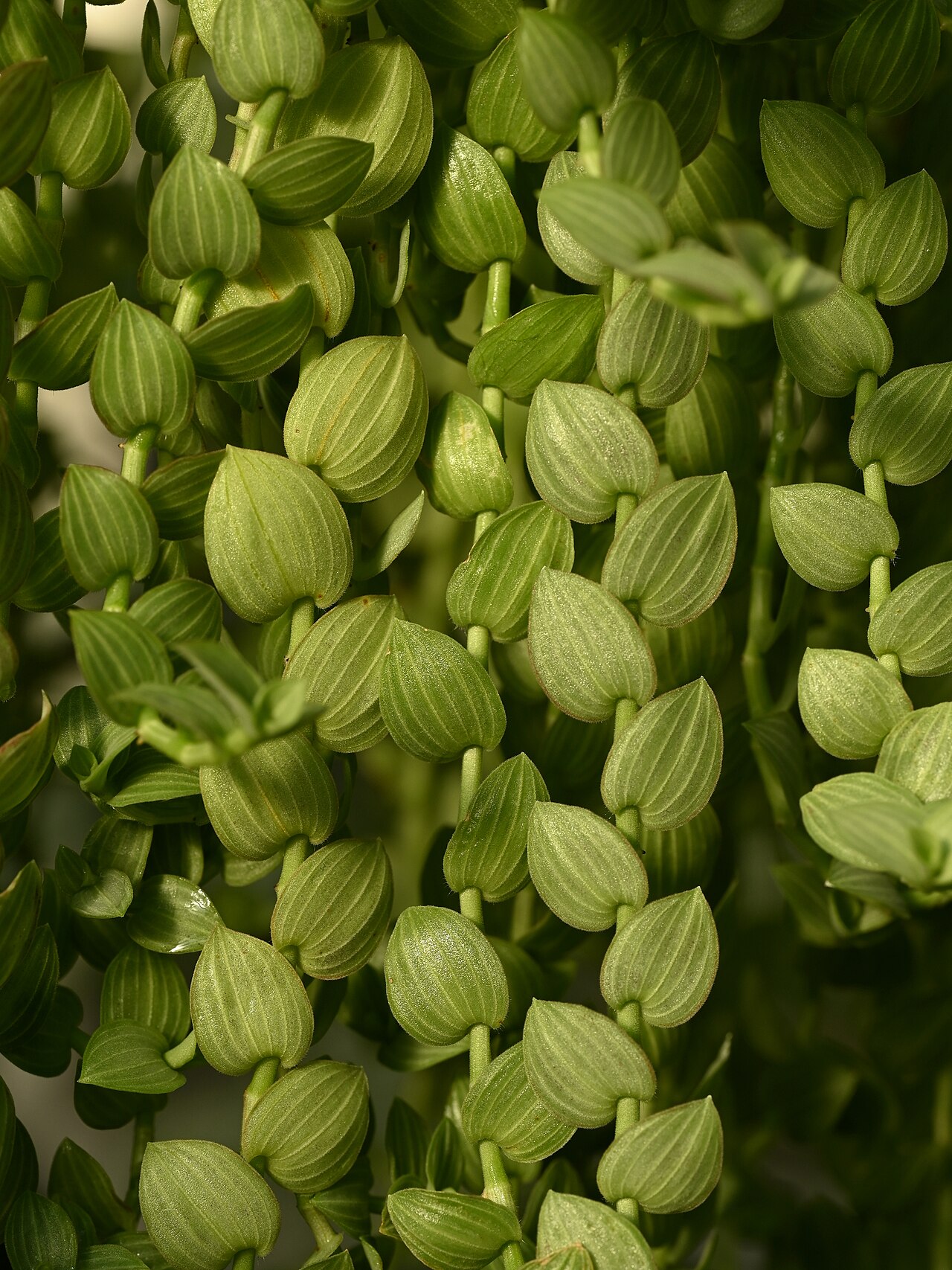 Aneilema zebrinum: Aneilema zebrinum in the Botanischer Garten, Berlin-Dahlem