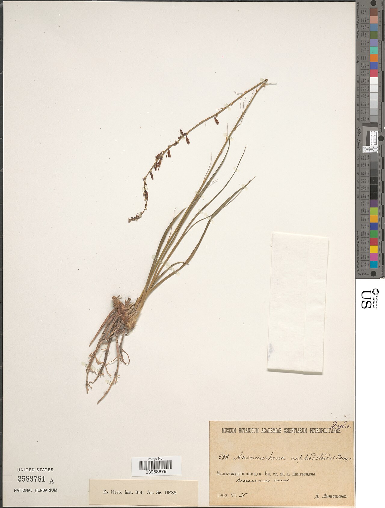 Anemarrhena asphodeloides: Anemarrhena asphodeloides Bunge Object Details Biogeographical Region 36 - Manchuria Collector D. Litvinov Record Last Modified 4 Nov 2022 Specimen Count 1 Coll