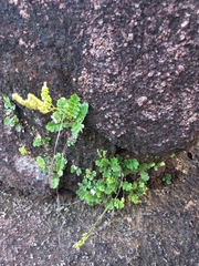 Anemia oblongifolia (Anemia oblongifolia)