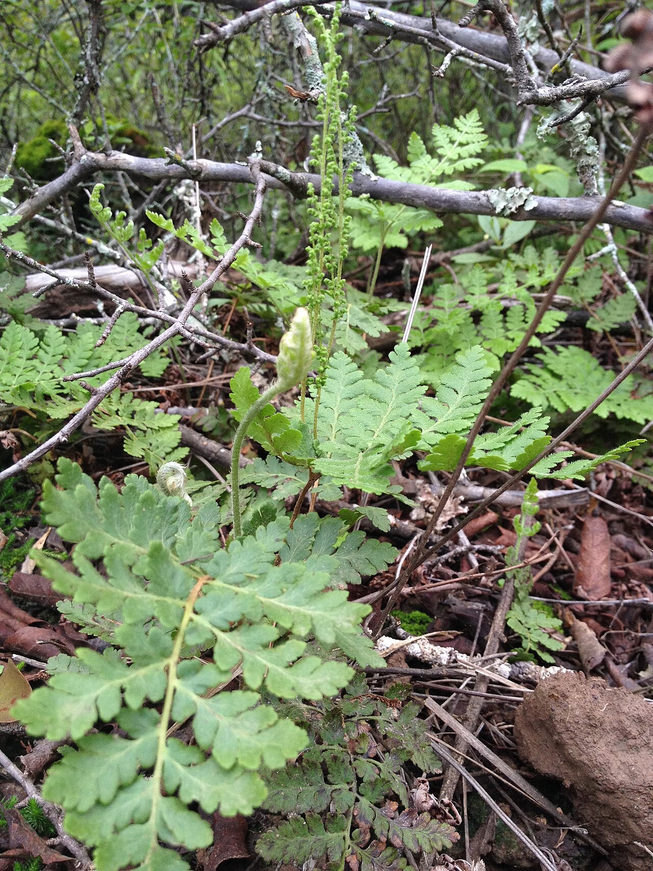 Anemia tomentosa: Anemia tomentosa