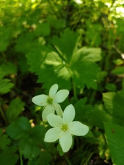 Anemonastrum baicalense (Anemonastrum baicalense)