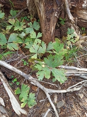 Anemonastrum baicalense (Anemonastrum baicalense)