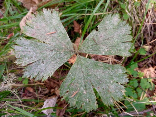 Anemonastrum baicalense (Anemonastrum baicalense)