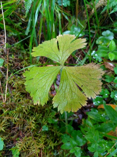 Anemonastrum baicalense (Anemonastrum baicalense)