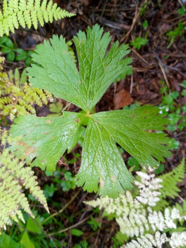 Anemonastrum baicalense (Anemonastrum baicalense)