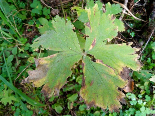 Anemonastrum baicalense (Anemonastrum baicalense)