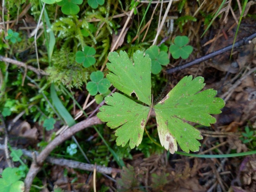 Anemonastrum baicalense (Anemonastrum baicalense)